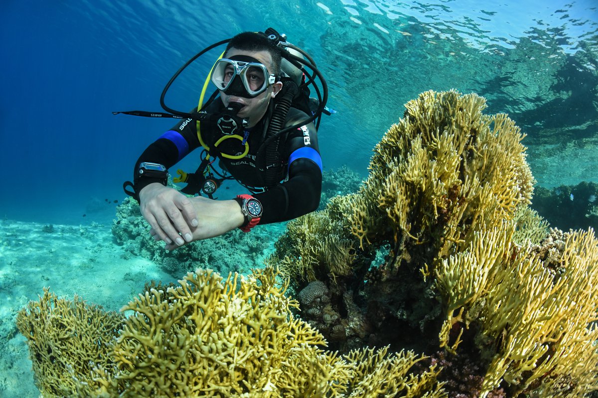 Divers swimming through colorful reef formations