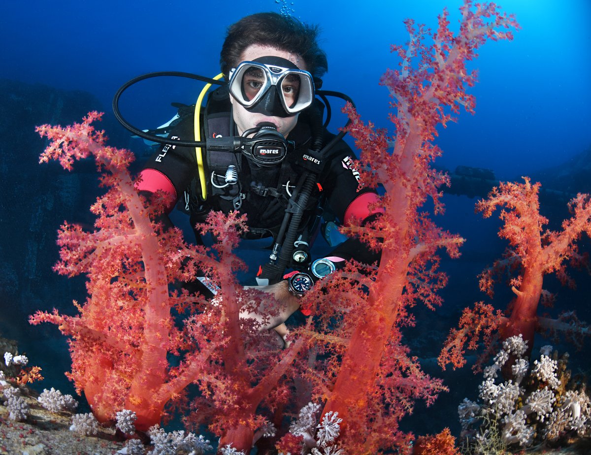 School of colorful fish surrounding divers